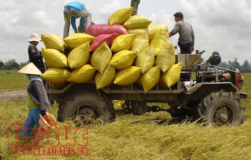 Tin vui cho nhà nông khi nhiều đối tác nhập khẩu gạo truyền thống đã quay trở lại ảnh 1